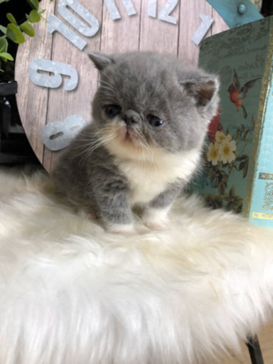 猫のブリーダー ゆーたママ 辻堂のその他の無料求人広告 アルバイト バイト募集情報 ジモティー