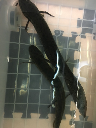 肺魚 アネクテンス    魚  水槽セットもあり。