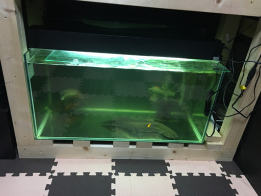 肺魚 アネクテンス    魚  水槽セットもあり。
