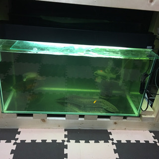 その他 肺魚 アネクテンス 魚 水槽セットもあり。