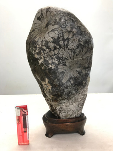 菊石架台付