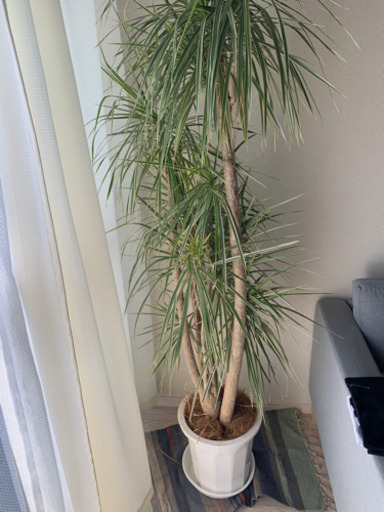 観葉植物
