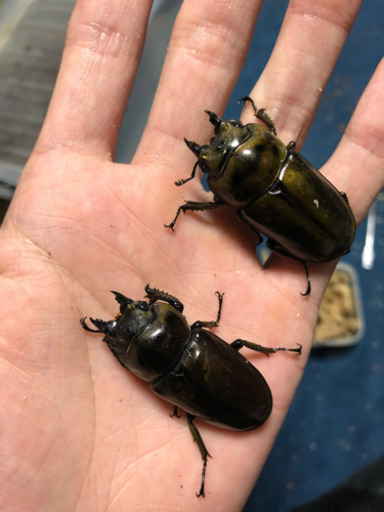 ババオウゴンオニクワガタ♀