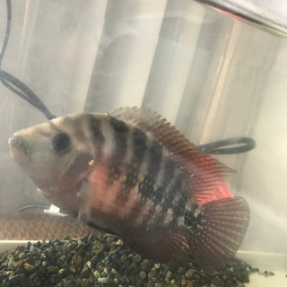 大分県の中古熱帯魚が無料 格安で買える ジモティー 大分県の中古熱帯魚が無料 格安で買える ジモティー