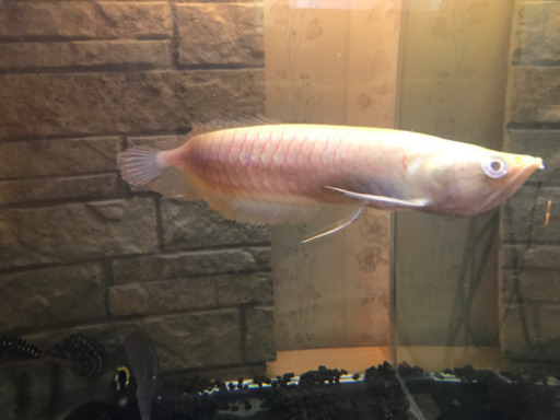 アルビノシルバーアロワナ難あり