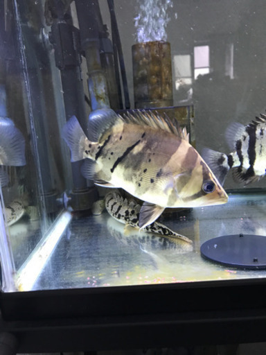 ダトニオプラスワン  約20cm