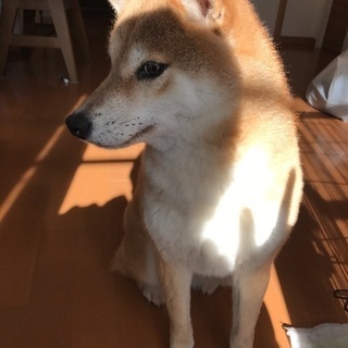 京都府の柴犬の里親募集 ジモティー