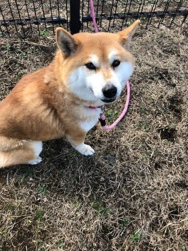 血統書あり 柴犬メスおとなしい てれぴん 赤塚の柴犬の里親募集 ジモティー