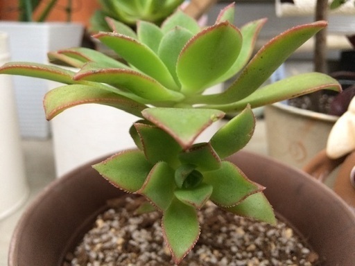 多肉植物 夕映え キウイ キュ イニュ ム みぃたん 尼崎のその他の中古あげます 譲ります ジモティーで不用品の処分 多肉植物 夕映え キウイ キュ イニュ ム みぃたん 尼崎のその他の中古あげます 譲ります ジモティーで不用品の処分