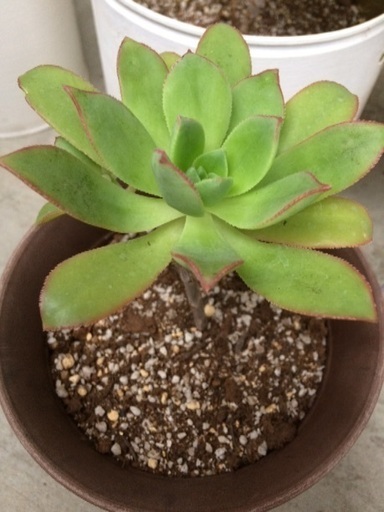 多肉植物 夕映え キウイ キュ イニュ ム みぃたん 尼崎のその他の中古あげます 譲ります ジモティーで不用品の処分 多肉植物 夕映え キウイ キュ イニュ ム みぃたん 尼崎のその他の中古あげます 譲ります ジモティーで不用品の処分