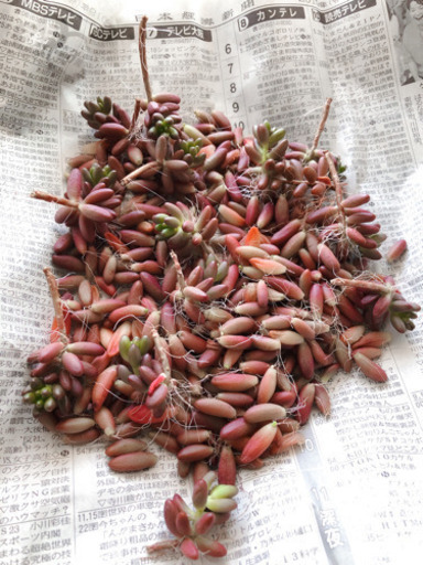 多肉植物虹の玉葉挿し 引き渡し決定 きつね 吉見ノ里のその他の中古あげます 譲ります ジモティーで不用品の処分