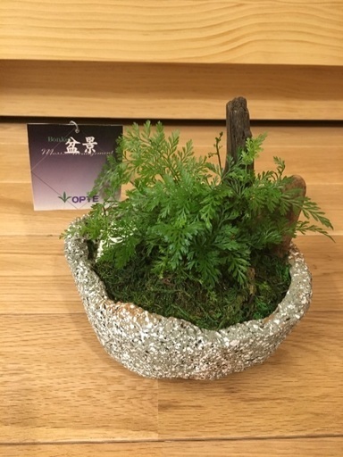 観葉植物 盆栽