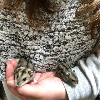 ジャンガリアンハムスター🐹里親募集