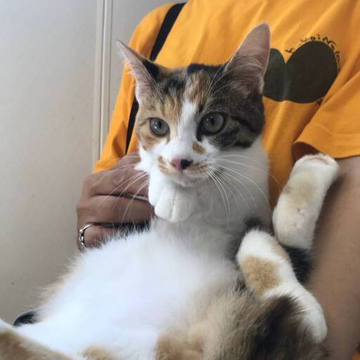 三毛猫女の子（8ヶ月） (アルルン) 賀茂の猫の里親募集｜ジモティー