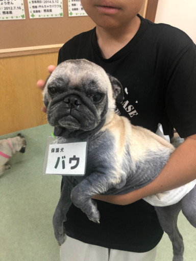 犬カフェオープン あゆみ てだこ浦西のペットサービスの無料広告 無料掲載の掲示板 ジモティー