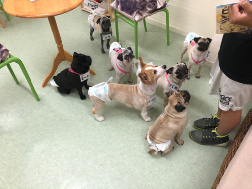 犬カフェオープン あゆみ てだこ浦西のペットサービスの無料広告 無料掲載の掲示板 ジモティー