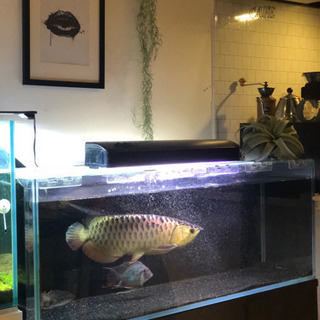 水槽120cm  水槽台　外部フィルター