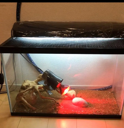 爬虫類 飼育セット お値下げしました