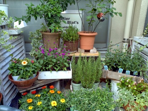 お庭や玄関先の植え替えの プランターの交換など承ります 遺品植物の整理も致します アトリエ ブラッツ 奥沢の植木 庭木植え替えの無料広告 無料掲載の掲示板 ジモティー