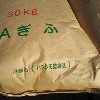 岐阜県ブランド はつしも ハツシモ 令和４年度産のお米