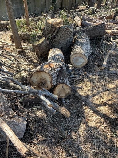 クヌギの木 ３ 中川 宗吾参道のその他の中古あげます 譲ります ジモティーで不用品の処分