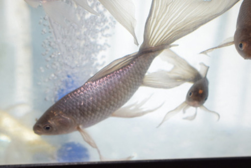 青鉄魚　15㌢オーバー！！　極上物！！