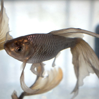 青鉄魚　15㌢オーバー！！　極上物！！
