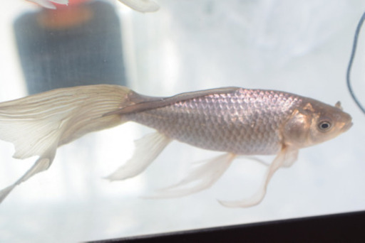 青鉄魚 15㌢オーバー！！ 極上物！！