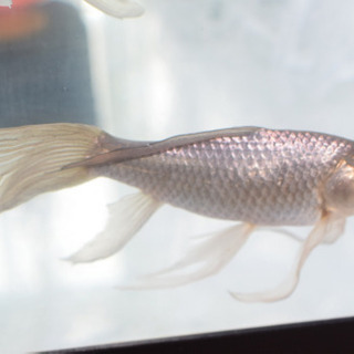 青鉄魚　15㌢オーバー！！　極上物！！