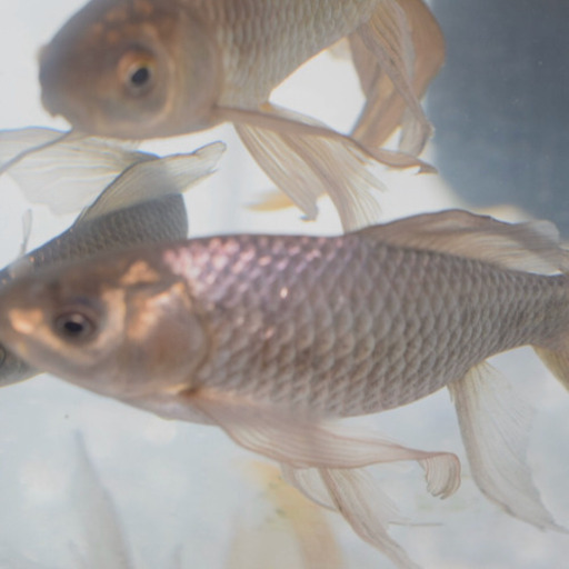 青鉄魚 15㌢オーバー！！ 極上物！！