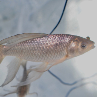 青鉄魚　15㌢オーバー！！　極上物！！