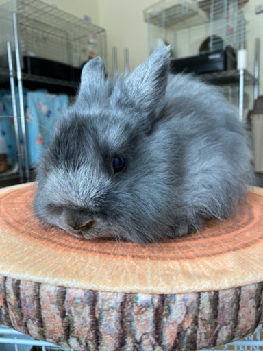 ネザーランドドワーフの子うさぎの販売と里親募集 つっちー 札幌のその他のペットの無料広告 無料掲載の掲示板 ジモティー