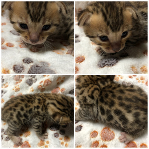 北海道 札幌 ベンガル ソマリ ブリーダー 直販 Benz 子猫掲載中 Benz 宮の沢の猫の無料広告 無料掲載の掲示板 ジモティー