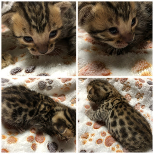 北海道 札幌 ベンガル ソマリ ブリーダー 直販 Benz 子猫掲載中 Benz 宮の沢の猫の無料広告 無料掲載の掲示板 ジモティー