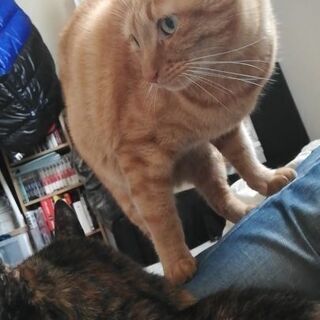 茶トラの成猫オス5歳です コッペパン 尾張一宮の猫の里親募集 ジモティー 茶トラの成猫オス5歳です コッペパン 尾張一宮の猫の里親募集 ジモティー