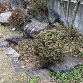 日本庭園風の庭石　引き取りに来て下さる方に差し上げます