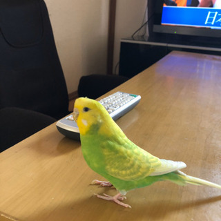 セキセイインコ里親募集