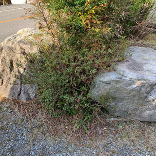 庭石差し上げます(引き取り限定)