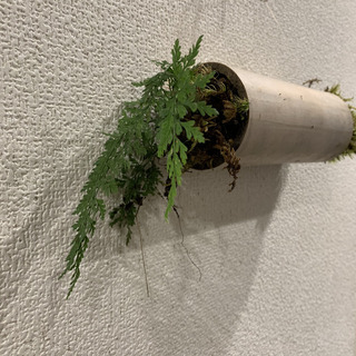 植物ワークショップ 「竹と苔と庭師」