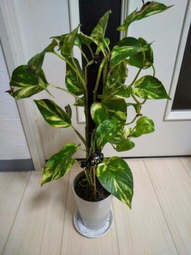 観葉植物