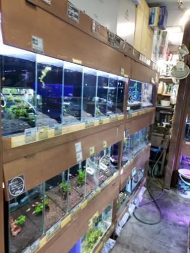 水景工房熱帯魚店 ルルパフェ 奥沢のその他の無料求人広告 アルバイト バイト募集情報 ジモティー