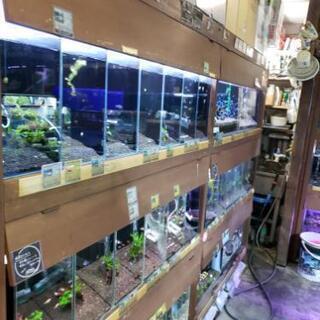 水景工房　熱帯魚店