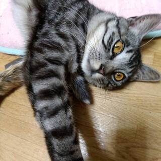 アメショー柄の若いイケメン猫さん − 東京都