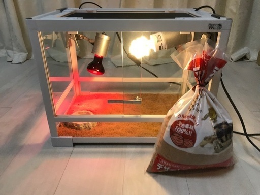 爬虫類　すぐ飼えますセット
