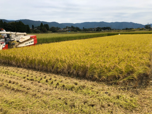 宮崎県 えびの市 お米 玄米 新米 30キロ 3月中出品