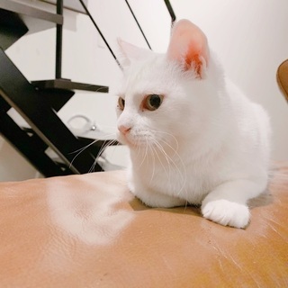 No.98 真っ白美猫の女の子 - 徳島市