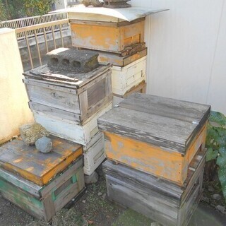 養蜂の巣箱（西洋ミツバチ）