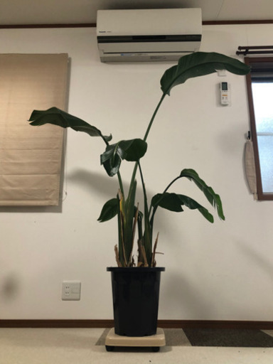 オーガスタ　（観葉植物）