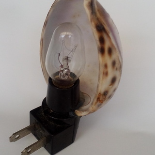 貝殻のシェードのランプ