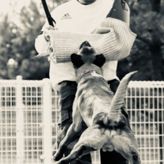 彦根市にある犬の学校ドッグトレーナー Yutaka Hay 彦根のペットサービスの無料広告 無料掲載の掲示板 ジモティー